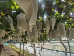-青岛嘉禾农业科技生态园
