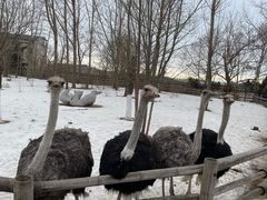 -大连森林动物园