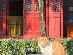 -洛阳白马寺