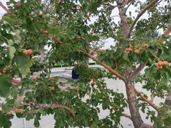 椰奶清补凉-文昌邓记清补凉(西沙路店)