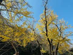 -千年银杏谷文化旅游区