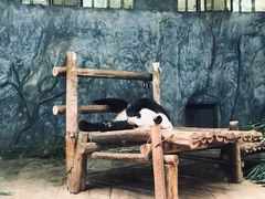 -深圳野生动物园