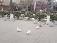 -太阳部落