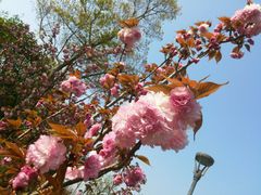 android_upload_pic-新江湾城公园