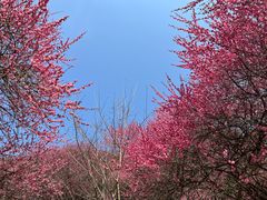 -新建村梅花