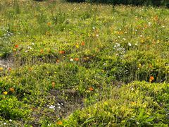 -杭州湾海上花田景区