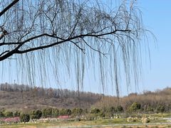 -羊山湖公园