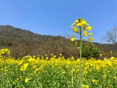 -八卦田遗址公园