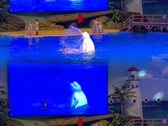 -海合安武汉极地海洋公园