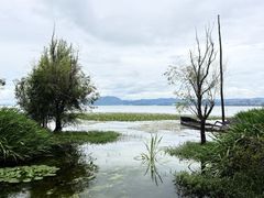 -洱海月湿地公园