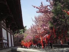 -西安青龙寺遗址景区