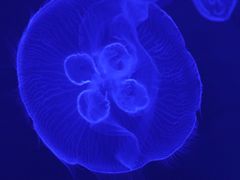 -暹罗海洋世界