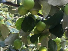 -新塘水果乐园(东洲大道店)