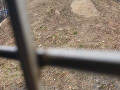 -横道河子东北虎林园