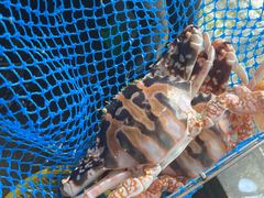 -鸿港海鲜批发市场