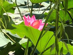 -长春市南湖公园