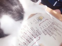 -海边的猫和咖啡馆