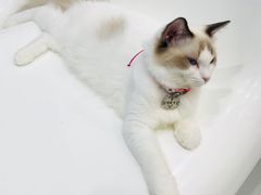 -糯米喵星人·撸猫猫舍咖啡馆(西市场嘉华店)