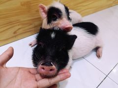 -柴源莊·柴小宠柴犬咖啡