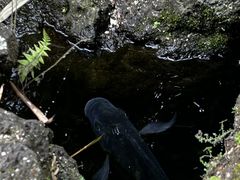-海口火山口国家地质公园