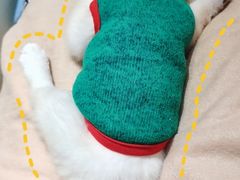 -逗柴咖啡屋·狗咖猫咖宠物桌游