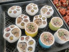 -龙大花卉苗木市场