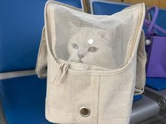 -瑞派名望志远动物医院·猫科·內科·异宠专科(直港大道店)