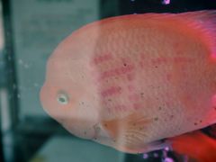 -品凯口腔(丰潭门诊)