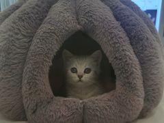 -babydoll猫舍·米努特·德文·缅因(久光中心店)