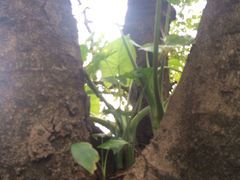 -中山大学学者灵芝(园南路店)