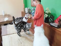 -李小姐の猫咖啡馆(五角场店)