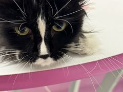 -FAELING PETS美天灵宠物(富力广场店)