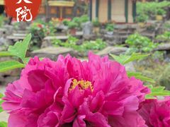 -白家大院·王府宫廷菜(苏州街店)