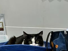 -关爱宠物医院·猫科中心·消化科(滨湖万达分院)