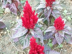 -武清南湖绿博园