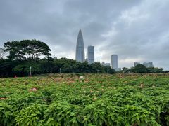 -深圳人才公园