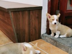 -柯斗斗主题餐厅·狗咖·围炉煮茶·茶饮(国瑞升平里店)