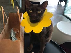 -喵屿·大理花园猫咖