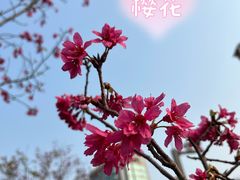 -四海公园(南山区)