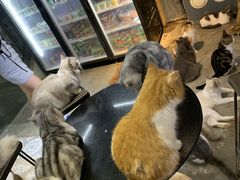 -more than meow吴止猫主题餐厅(承德 中船汇店)