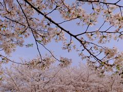 -顾村公园