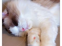 -猫腻·猫咖·撸猫馆(星光大道店)