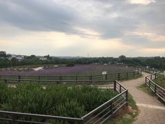 -大塘金香草谷