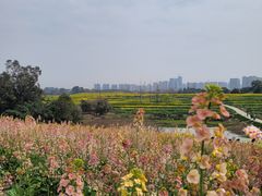 -三圣花乡旅游区