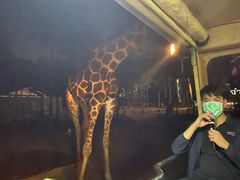 -清迈夜间动物园