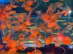 -上海海昌海洋公园