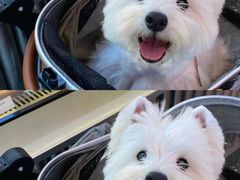 -萌宠之家·腊肠犬·马尔泰·小体犬舍