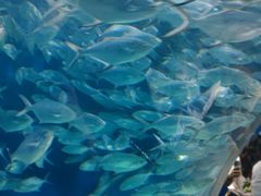 -上海海洋水族馆