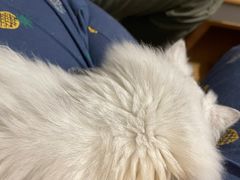 -猫大福·Fortune Cat猫舍(百子湾店)