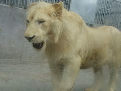 -泉州海丝野生动物世界